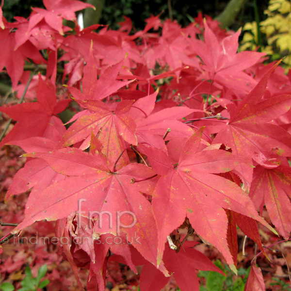 Big Photo of Acer Palmatum