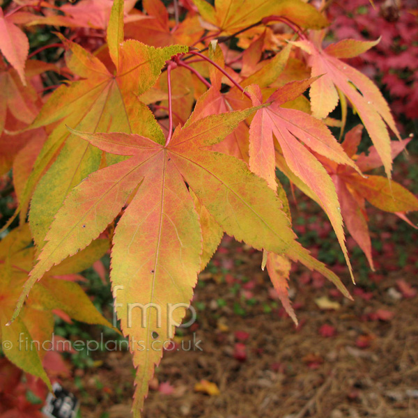 Big Photo of Acer Palmatum, Leaf Close-up