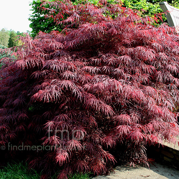 Big Photo of Acer  Palmatum