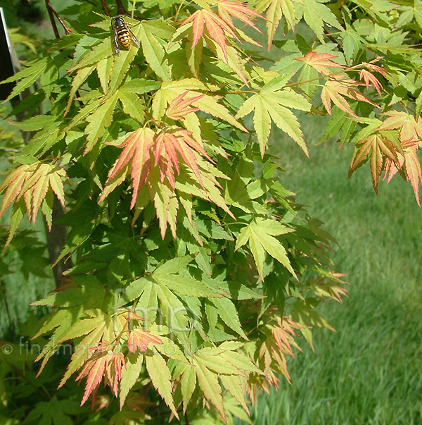 Big Photo of Acer Palmatum