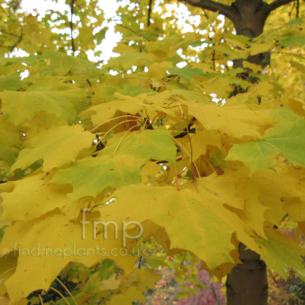 Big Photo of Acer  Platanoides