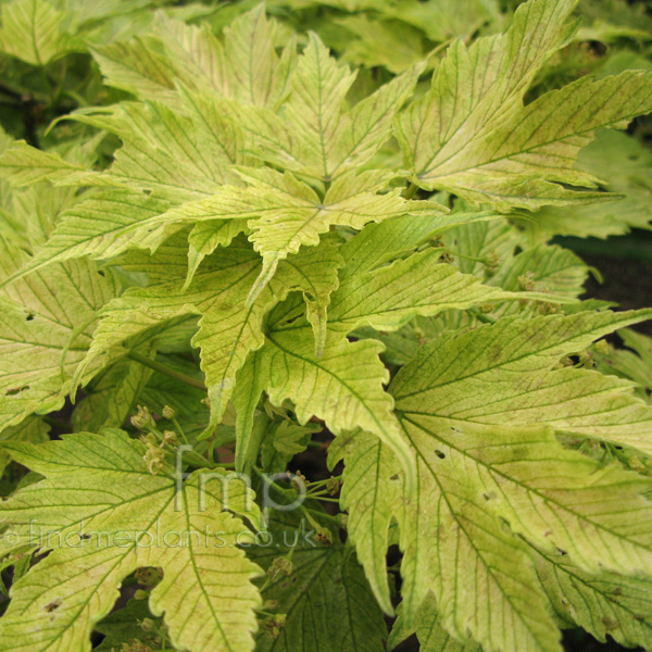 Big Photo of Acer Pseudoplatanus, Leaf Close-up