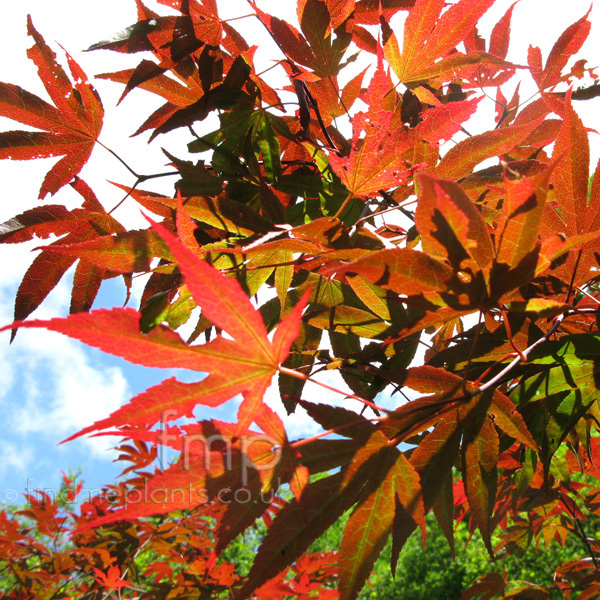 Big Photo of Acer Palmatum
