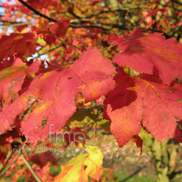 Big Photo of Acer  Rubrum