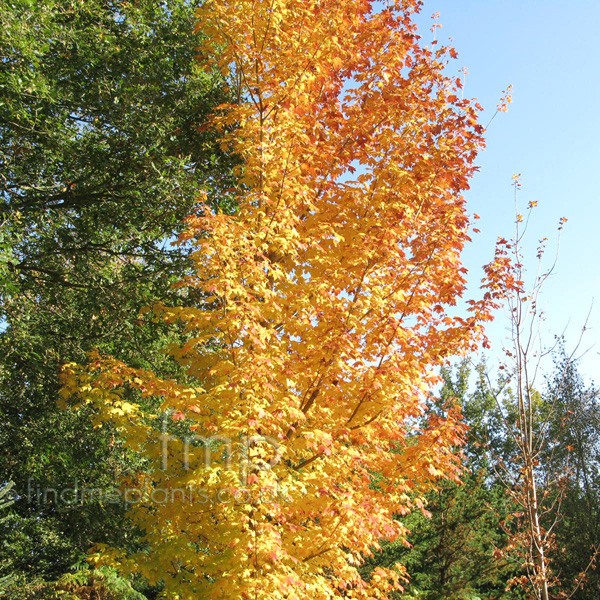 Big Photo of Acer Saccharum