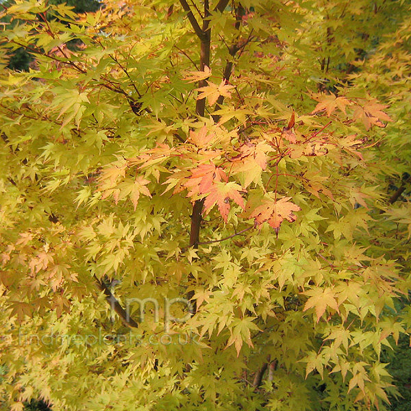 Big Photo of Acer Palmatum