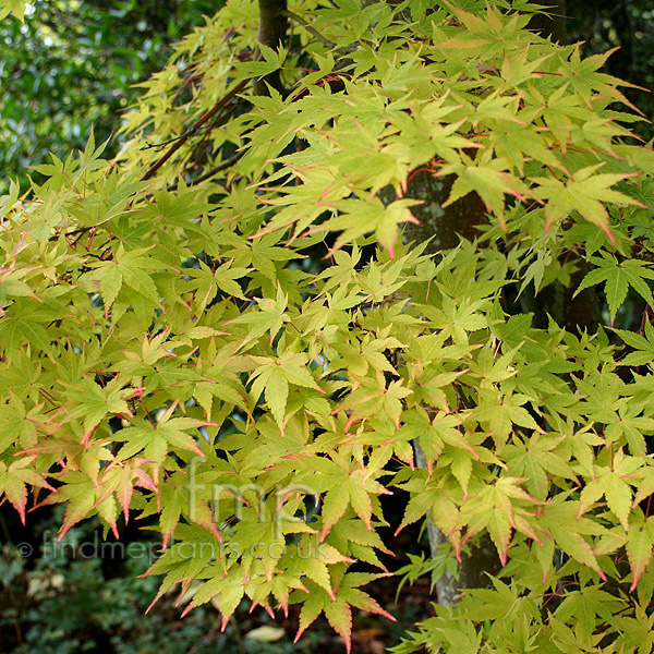 Big Photo of Acer Palmatum