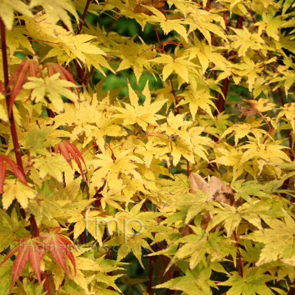 Big Photo of Acer Palmatum