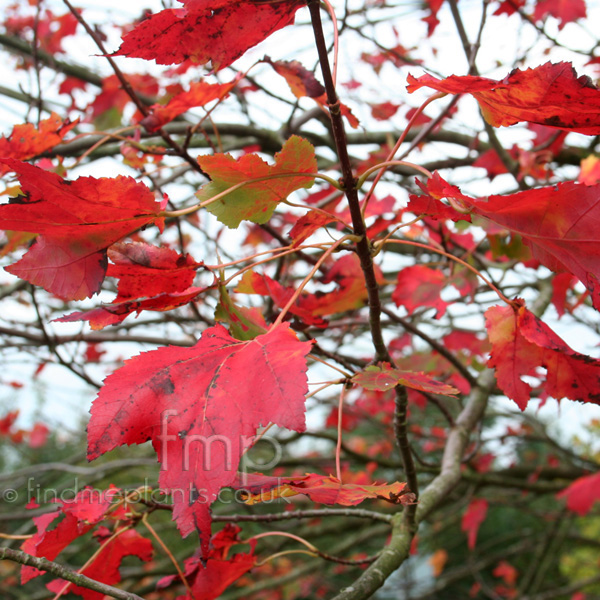 Big Photo of Acer  Rubrum