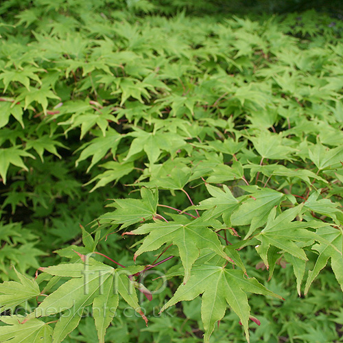 Big Photo of Acer Palmatum