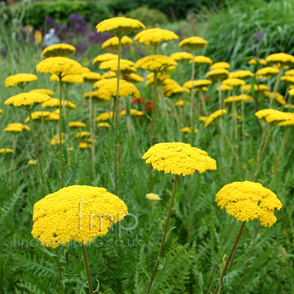 Big Photo of Achillea 