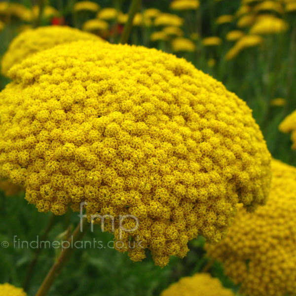 Big Photo of Achillea , Flower Close-up