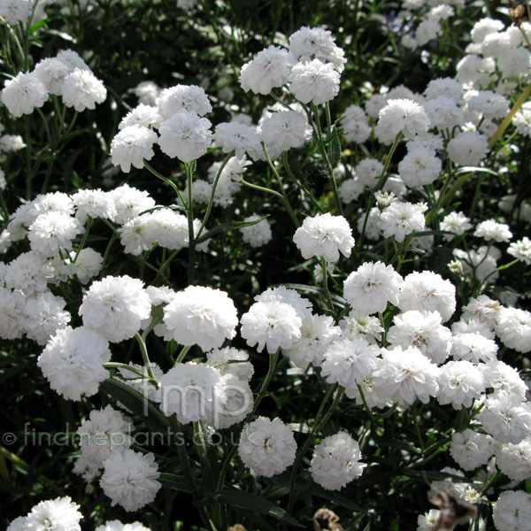 Big Photo of Achillea Ptarmica