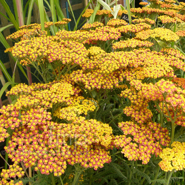 Big Photo of Achillea 