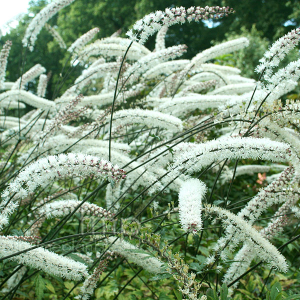 Big Photo of Actaea Matsumurae