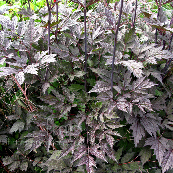 Big Photo of Actaea Simplex, Leaf Close-up