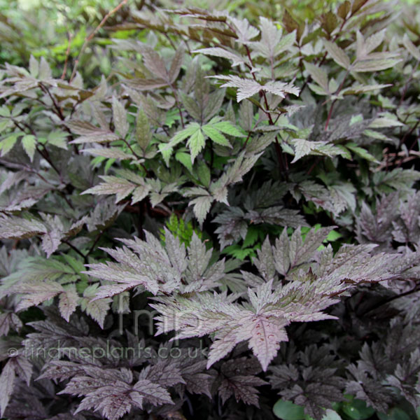 Big Photo of Actaea Simplex, Leaf Close-up