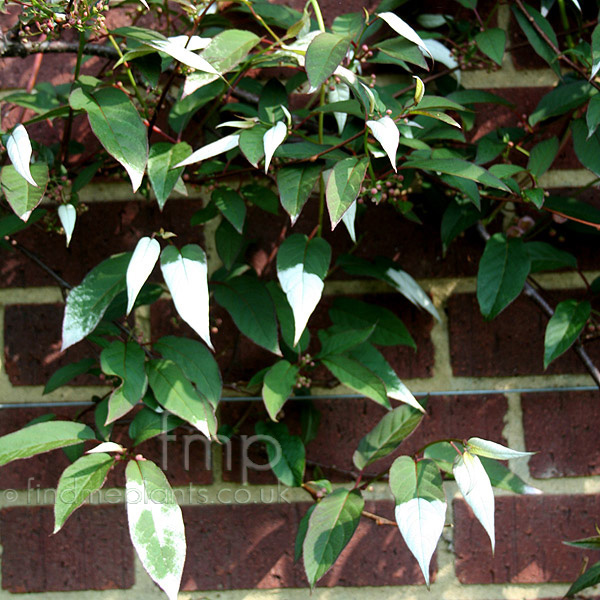 Big Photo of Actinidia Pilosula