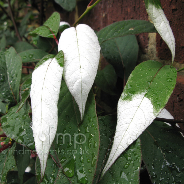 Big Photo of Actinidia Pilosula, Leaf Close-up