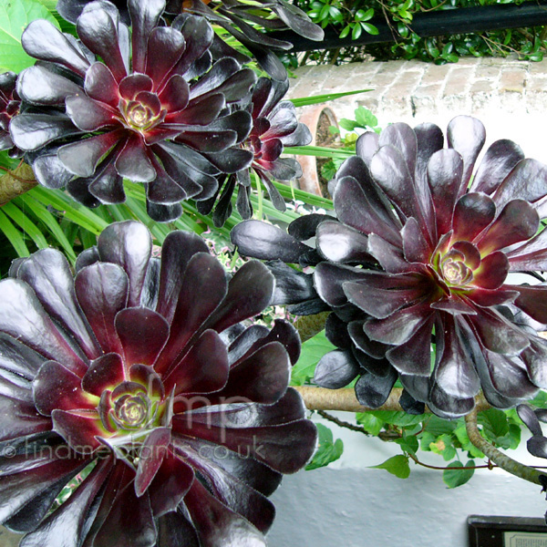 Big Photo of Aeonium 