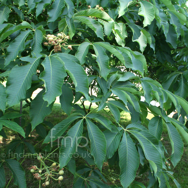 Big Photo of Aesculus  Flava