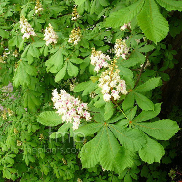 Big Photo of Aesculus Hippocastanum, Flower Close-up