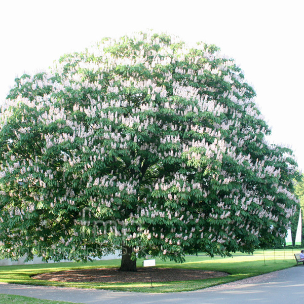 Big Photo of Aesculus Indica