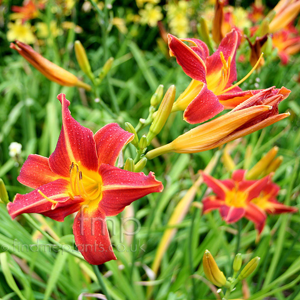 Big Photo of Hemerocallis 