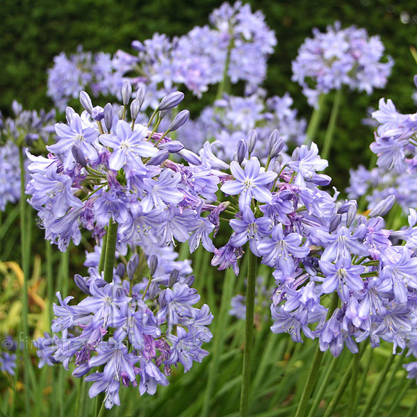 Big Photo of Agapanthus Kingstone Blue