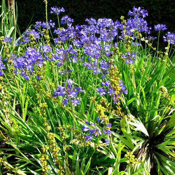 Big Photo of Agapanthus 