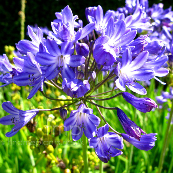 Big Photo of Agapanthus , Flower Close-up