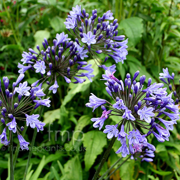 Big Photo of Agapanthus Midnight Blue