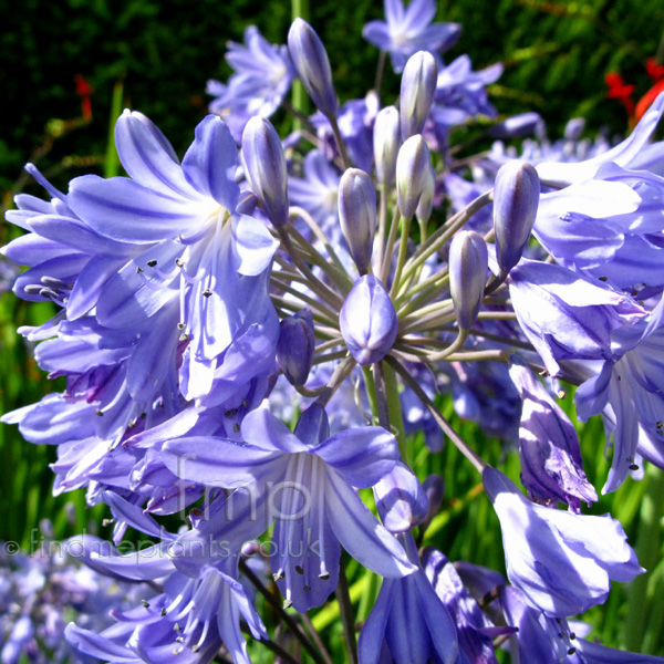 Big Photo of Agapanthus , Flower Close-up