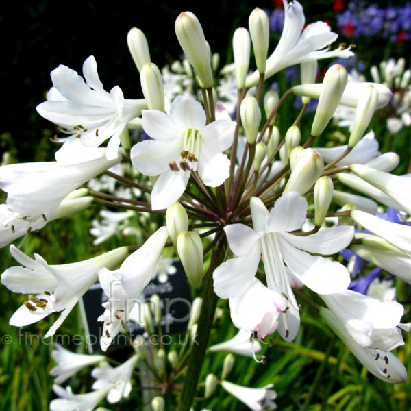 Big Photo of Agapanthus Praecox, Flower Close-up