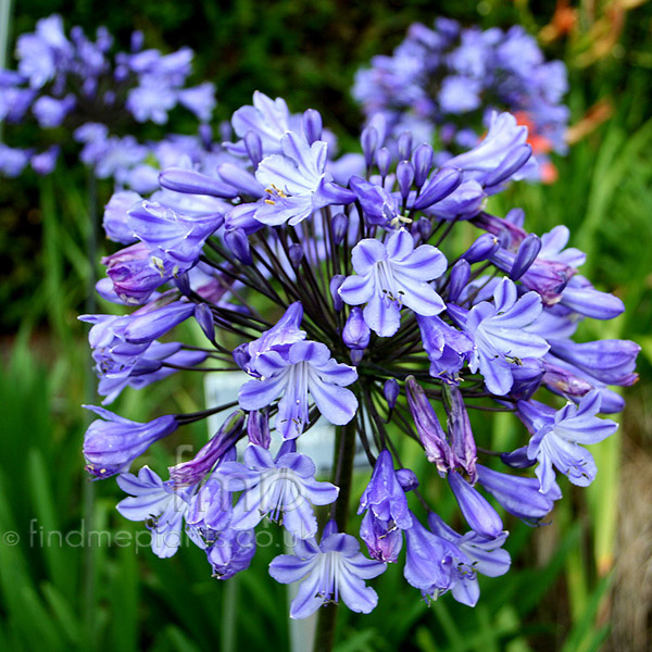 Big Photo of Agapanthus 