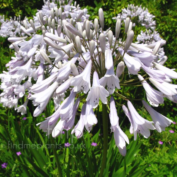 Big Photo of Agapanthus , Flower Close-up