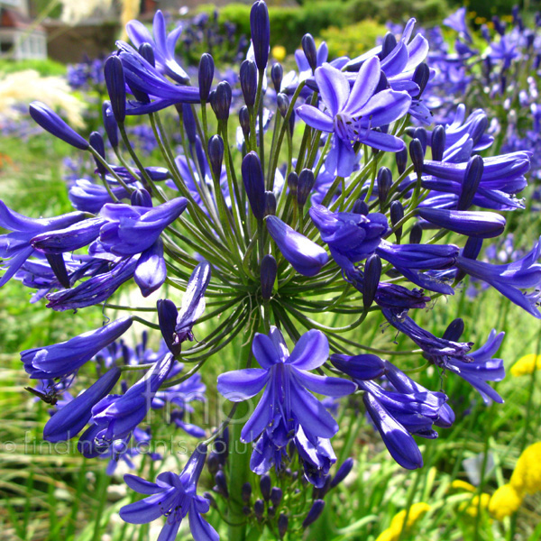 Big Photo of Agapanthus , Flower Close-up