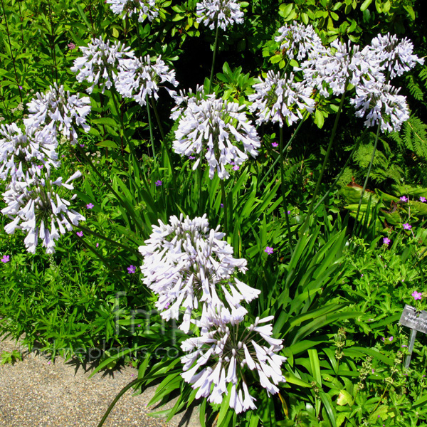 Big Photo of Agapanthus 