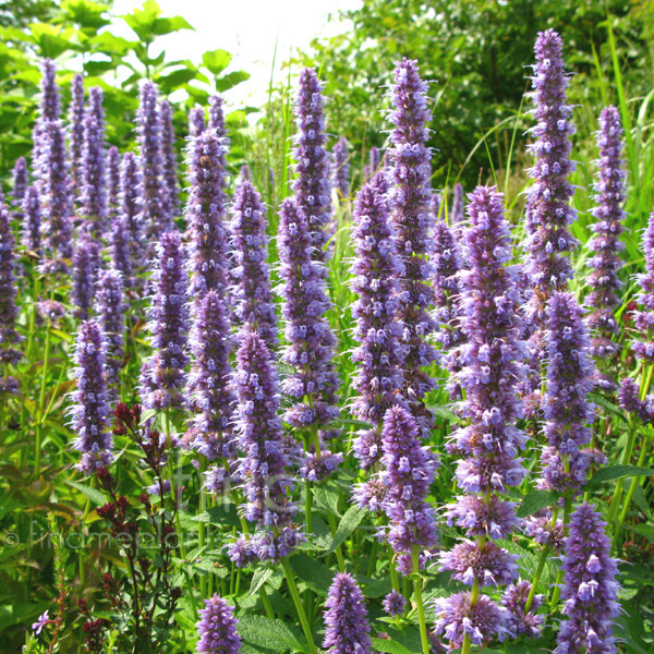 Big Photo of Agastache  