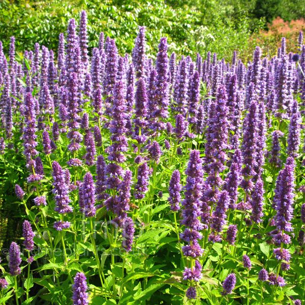 Big Photo of Agastache  , Flower Close-up