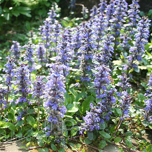 Big Photo of Ajuga Reptans