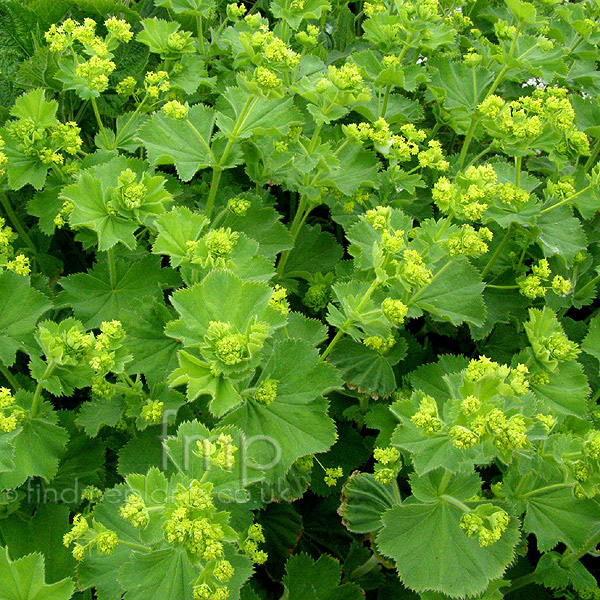 Big Photo of Alchemilla Mollis