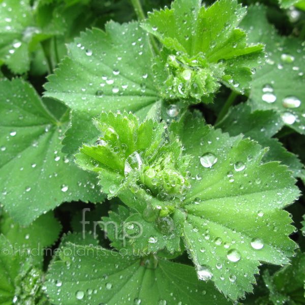 Big Photo of Alchemilla Mollis, Leaf Close-up