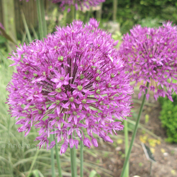 Big Photo of Allium Cristophii, Flower Close-up