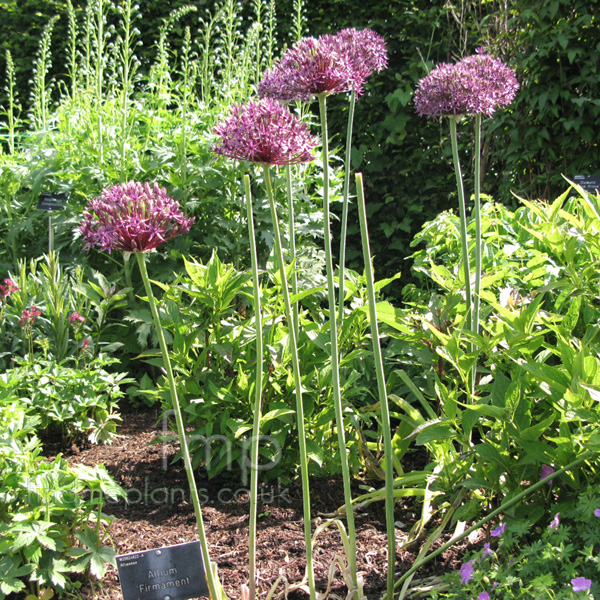 Big Photo of Allium Firmament