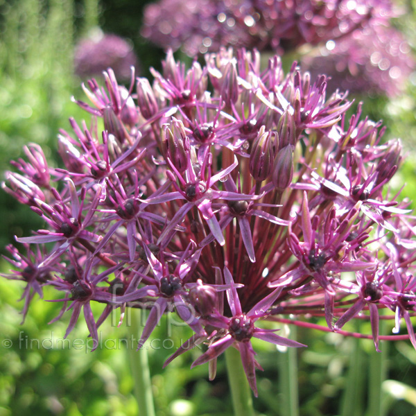 Big Photo of Allium Firmament, Flower Close-up