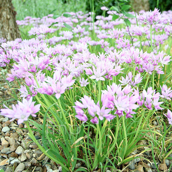 Big Photo of Allium Murrayanum