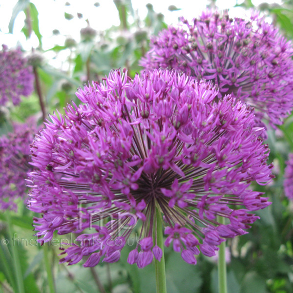 Big Photo of Allium  Hollandicum, Flower Close-up