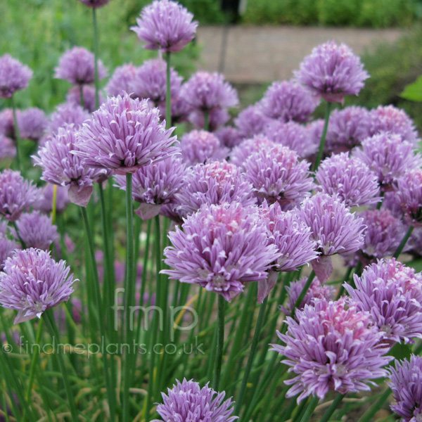 Big Photo of Allium Schoenoprasum, Flower Close-up