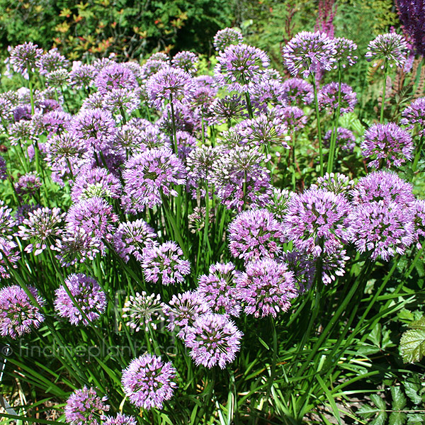 Big Photo of Allium  Nutans